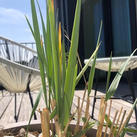 Penthouse Nordernice Norderney